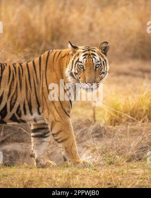 Feines Kunstporträt des männlichen bengalischen Tigers oder panthera tigris, der mit vollem Gesicht und Blickkontakt im abendlichen Safari-nationalpark bandhavgarh steht Stockfoto