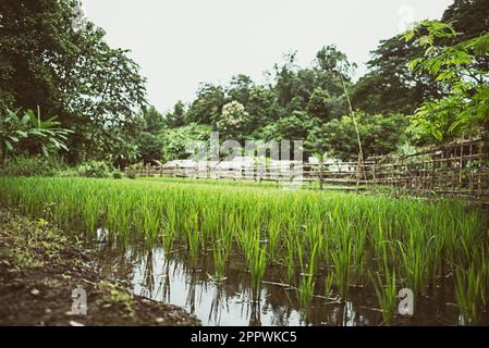 Reisfelder in ländlicher Landschaft, Thailand Stockfoto