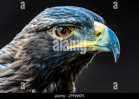 Nahaufnahme des Profils eines Goldenen Adlers, British Columbia, Kanada Stockfoto