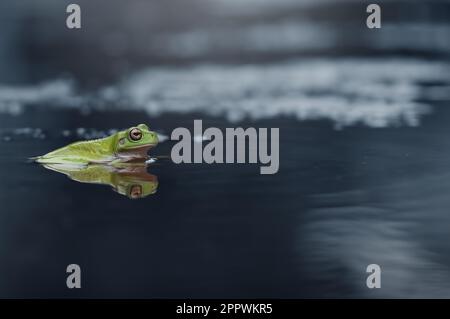 Nahaufnahme eines grünen javanerfrosches, der in einer Pfütze sitzt, Indonesien Stockfoto