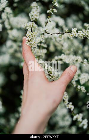 Nahaufnahme einer Hand, die im Frühling nach Blütenblüte greift Stockfoto