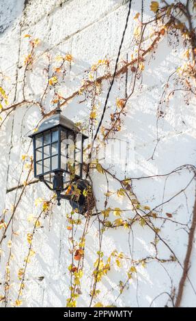 Laterne hängt an einer Wand, bedeckt mit wilden Weinreben Stockfoto