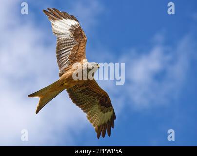 Ein roter Drachen (Milvus milvus), der an einem sonnigen Tag vor blauem Himmel anmutig durch die Luft ragt Stockfoto