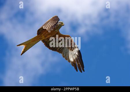 Ein roter Drachen (Milvus milvus), der an einem sonnigen Tag vor blauem Himmel anmutig durch die Luft ragt Stockfoto