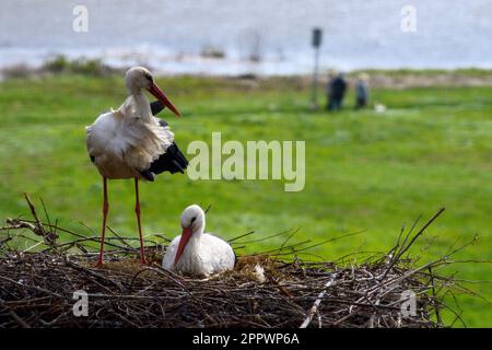 Frohse, Deutschland. 25. April 2023, Sachsen-Anhalt, Schönebeck: Ein weiblicher weißer Storch steht am Ufer der Elbe im Nest auf dem Dach von St. Lawrence Church, während der männliche weiße Storch auf den Eiern und Brut sitzt. Der Mann ist bereits am 11. März 2023 dort gelandet und ist zum siebten Mal dort. Der Weißstorch wurde am 24. Juni 2013 in Bad Nauheim-Steinfurth gerringt und ist daher 10 Jahre alt. Kredit: dpa Picture Alliance/Alamy Live News Stockfoto