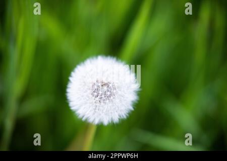 Köln, Deutschland. 25. April 2023. Ein Löwenzahn wächst auf einer Wiese und hat sich bereits in seiner Entwicklung zu einem Pustume verwandelt. Kredit: Rolf Vennenbernd/dpa/Alamy Live News Stockfoto