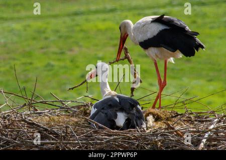 Frohse, Deutschland. 25. April 2023, Sachsen-Anhalt, Schönebeck: Ein weiblicher weißer Storch steht am Ufer der Elbe im Nest auf dem Dach von St. Lawrence Kirche und heilt mit dem männlichen weißen Storch, der auf den Eiern sitzt und das Nest inkubiert. Der Mann ist bereits am 11. März 2023 dort gelandet und ist zum siebten Mal dort. Der Weißstorch wurde am 24. Juni 2013 in Bad Nauheim-Steinfurth gerringt und ist daher 10 Jahre alt. Kredit: dpa Picture Alliance/Alamy Live News Stockfoto