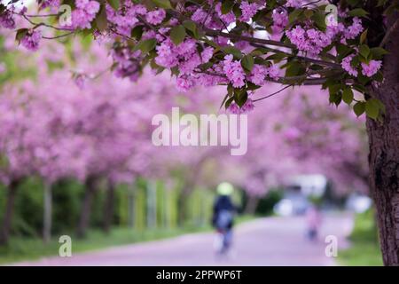 Köln, Deutschland. 25. April 2023. Zierkirschen blühen bei kühlem Wetter im städtischen Wald. Kredit: Rolf Vennenbernd/dpa/Alamy Live News Stockfoto