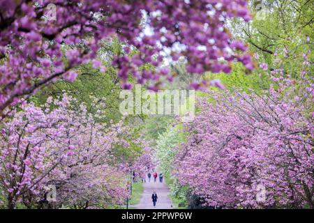 Köln, Deutschland. 25. April 2023. Zierkirschen und andere Laubbäume blühen bei kühlem Wetter im Stadtwald. Kredit: Rolf Vennenbernd/dpa/Alamy Live News Stockfoto