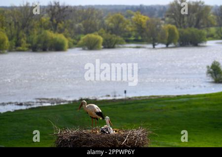 Frohse, Deutschland. 25. April 2023, Sachsen-Anhalt, Schönebeck: Ein weiblicher weißer Storch steht am Ufer der Elbe im Nest auf dem Dach von St. Lawrence Church, während der männliche weiße Storch auf den Eiern und Brut sitzt. Der Mann ist bereits am 11. März 2023 dort gelandet und ist zum siebten Mal dort. Der Weißstorch wurde am 24. Juni 2013 in Bad Nauheim-Steinfurth gerringt und ist daher 10 Jahre alt. Kredit: dpa Picture Alliance/Alamy Live News Stockfoto