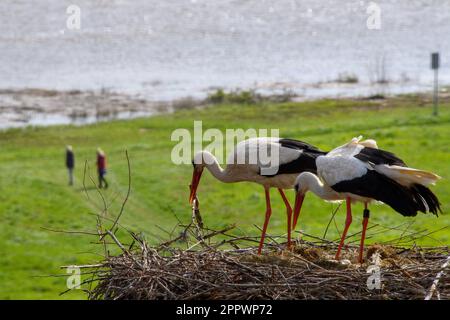 Frohse, Deutschland. 25. April 2023, Sachsen-Anhalt, Schönebeck: Ein weiblicher Weißstorch (l) und ein männlicher Weißstorch (r) stehen in der Nähe des Elbufers im Nest auf dem Dach von St. Laurentius Kirche. Der Mann ist bereits am 11. März 2023 dort gelandet und ist zum siebten Mal dort. Der Weißstorch wurde am 24. Juni 2013 in Bad Nauheim-Steinfurth gerringt und ist daher 10 Jahre alt. Kredit: dpa Picture Alliance/Alamy Live News Stockfoto