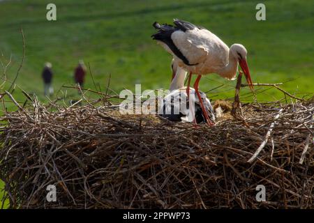 Frohse, Deutschland. 25. April 2023, Sachsen-Anhalt, Schönebeck: Ein weiblicher weißer Storch steht am Ufer der Elbe im Nest auf dem Dach von St. Lawrence Church, die das Nest repariert, während der männliche weiße Storch auf den Eiern und Brooden sitzt. Der Mann ist bereits am 11. März 2023 dort gelandet und ist zum siebten Mal dort. Der Weißstorch wurde am 24. Juni 2013 in Bad Nauheim-Steinfurth gerringt und ist daher 10 Jahre alt. Kredit: dpa Picture Alliance/Alamy Live News Stockfoto