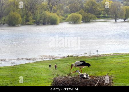 Frohse, Deutschland. 25. April 2023, Sachsen-Anhalt, Schönebeck: Ein weiblicher weißer Storch steht am Ufer der Elbe im Nest auf dem Dach von St. Lawrence Church, während der männliche weiße Storch auf den Eiern und Brut sitzt. Der Mann ist bereits am 11. März 2023 dort gelandet und ist zum siebten Mal dort. Der Weißstorch wurde am 24. Juni 2013 in Bad Nauheim-Steinfurth gerringt und ist daher 10 Jahre alt. Kredit: dpa Picture Alliance/Alamy Live News Stockfoto