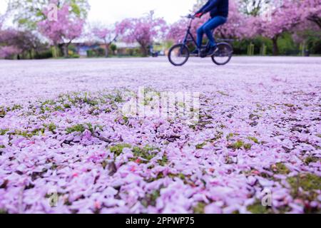 Köln, Deutschland. 25. April 2023. Zierkirschblüten liegen auf dem Boden. Kredit: Rolf Vennenbernd/dpa/Alamy Live News Stockfoto