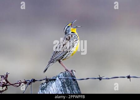 Westliche Meadowlark, hoch oben auf einem hölzernen Song, British Columbia, Kanada Stockfoto