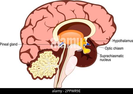 Menschliches Gehirn mit einem Teil des limbischen Systems und zerebraler Cortex, Suprachiasmatischer Nucleus, Chiasma opticum, Hypothalamus, Und die Zirbeldrüse Stock Vektor