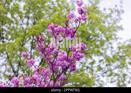 Köln, Deutschland. 25. April 2023. Zierkirschen und andere Laubbäume blühen bei kühlem Wetter im Stadtwald. Kredit: Rolf Vennenbernd/dpa/Alamy Live News Stockfoto