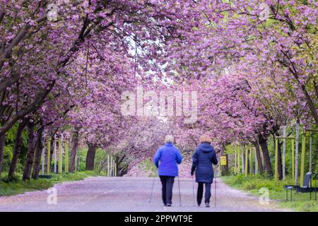 Köln, Deutschland. 25. April 2023. Zierkirschen blühen bei kühlem Wetter im städtischen Wald. Kredit: Rolf Vennenbernd/dpa/Alamy Live News Stockfoto