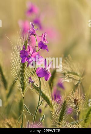 Delphinium Consolida orientalis - Orientaler Ritter aus nächster Nähe, Wildblume. Stockfoto