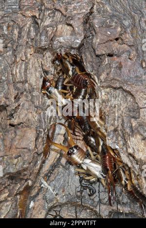 Ohrmuschel (Forficula auricularia) in Holzspalte, Erwachsener, männlich, weiblich. Stockfoto