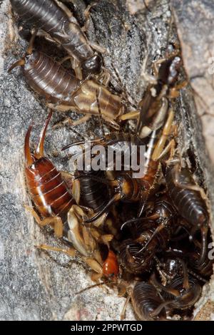 Europäische Ohrmuschel (Forficula auricularia) in Holzspalten, Insekten. Stockfoto