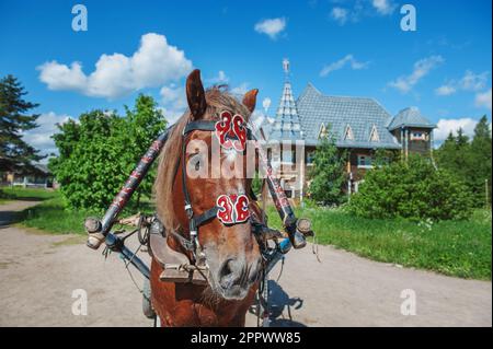 bay Horse für den Transport von Touristen durch das Dorf. Nahaufnahme. Karelien, ein neues Resort im traditionellen Stil im alten Dorf. Mandrogi Stockfoto