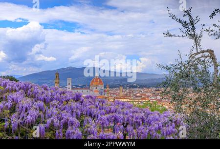 Frühlingsblick von Florenz: Kathedrale Santa Maria del Fiore aus Sicht des Bardini-Gartens mit typischer Wisteria in Blüte. Stockfoto