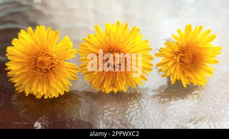 Drei gelbe Löwenzahnblumen auf einem Glastisch. Stockfoto