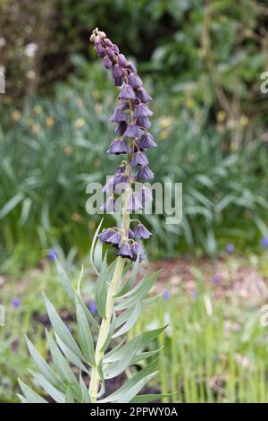 Schwarze Frühlingsblumen von Fritillaria persica im britischen Garten April Stockfoto