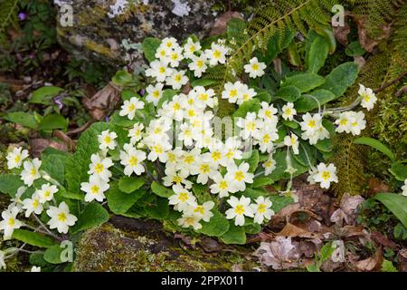 Wilde Primrosen, Primula Vulgaris, die im April in Großbritannien auf dem Waldboden wachsen Stockfoto