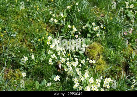 Blassgelbe Frühlingsblumen von wilder Primrose, Primula vulgaris, auf einem mossigen Ufer mit Sellandinen, Ficaria verna und Schneetropfen im britischen April Stockfoto