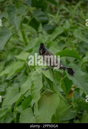 Roter, entlüfteter, gewöhnlicher indischer Bugvogel Stockfoto