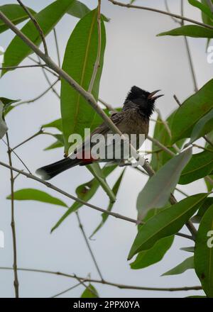Roter, entlüfteter, gewöhnlicher indischer Bugvogel Stockfoto