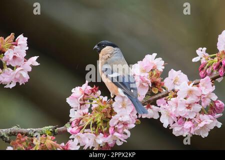 Weiblicher Bullfink (Pyrrhula pyrrhula), der im Frühling inmitten der Kirschblüte steht Stockfoto