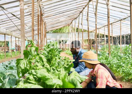 Männlicher Landwirt erntet frische grüne Pflanzen mit weiblicher Mitarbeiterin im Biobetrieb Stockfoto