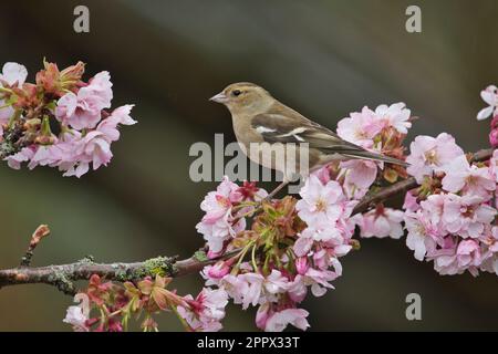 Weibliche Schaffinch (Fringilla coelebs) inmitten der Kirschblüte im Frühling Stockfoto