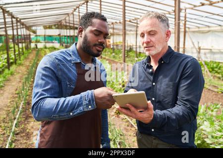 Ein reifer männlicher Agronomist erklärt jungen Landwirten die Strategie auf einem Tablet-PC im Gewächshaus Stockfoto