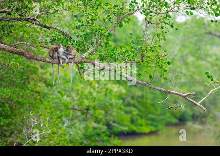 Langschwanzmakaken, die auf einem Baum über einem Mangrovenfluss sitzen, Allogrooming, Singapur Stockfoto