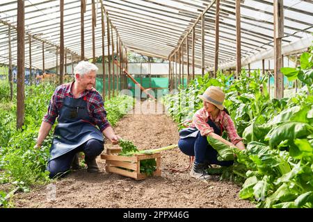 Lächelnde, multikulturelle Bauern, die frisches Bio-Gemüse im Bauernhof ernten Stockfoto