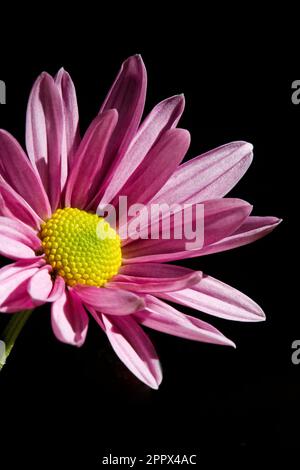 Eine vertikale Aufnahme einer kleinen Chrysanthemen-Blume vor einem dunklen Hintergrund Stockfoto