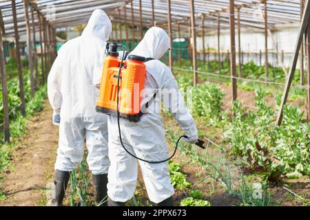 Rückansicht männlicher Bauern, die im Biobetrieb Pestizide auf Gemüse sprühen Stockfoto