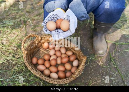 Unterer Teil einer Landwirtin, die Handschuhe trägt und braune Eier über einem Weidenkorb in der Geflügelzucht hält Stockfoto