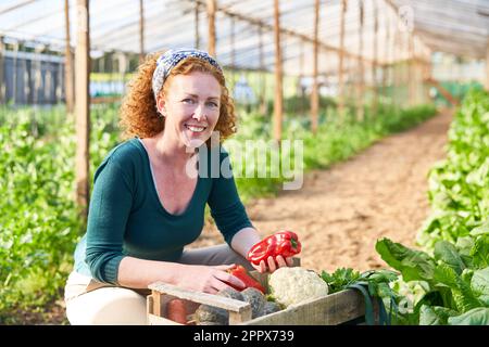 Porträt einer glücklichen reifen Landwirtin, die frisch geerntete organische Paprika von Pflanzen im Gewächshaus hält Stockfoto