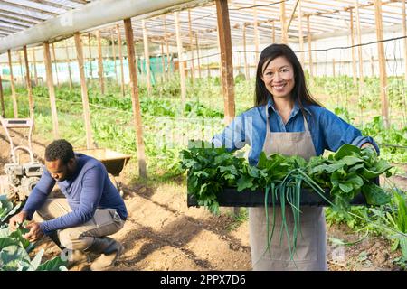 Porträt einer lächelnden Landwirtin, die eine Kiste mit grünem Gemüse im Gewächshaus hält Stockfoto