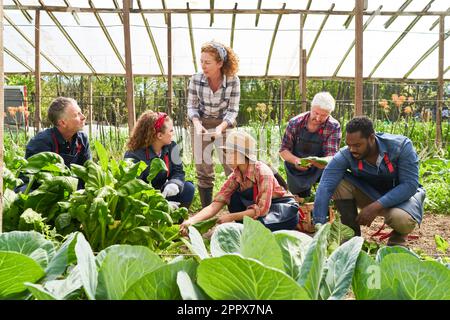 Ein Team aus multikulturellen männlichen und weiblichen Landwirten, die in ökologischem Landbau ernten und arbeiten Stockfoto