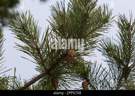 Letztes Jahr braune Zapfen auf einem Pinienzweig vor einem blauen Himmel. Selektiver Fokus. Eine luxuriöse lange Nadel auf einem Pinienzweig. Naturkonzept für Desi Stockfoto