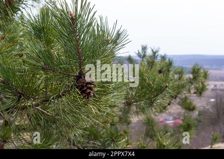 Letztes Jahr braune Zapfen auf einem Pinienzweig vor einem blauen Himmel. Selektiver Fokus. Eine luxuriöse lange Nadel auf einem Pinienzweig. Naturkonzept für Desi Stockfoto