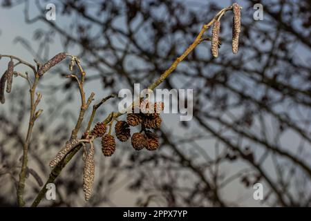 Kleiner Ast von schwarzer Erle Alnus glutinosa mit männlichen Katzenmuscheln und weiblichen roten Blüten. Blühende Erle im Frühling wunderschöner natürlicher Hintergrund mit klarem Stockfoto