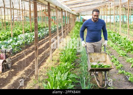Junger männlicher Landwirt, der eine Schubkarre mit Pflanzen fährt, während er im Gewächshaus arbeitet Stockfoto