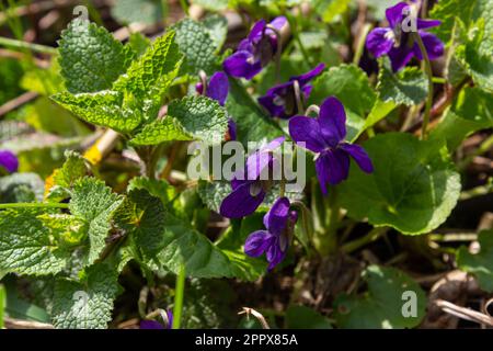 Wilde Veilchen Viola odorata haben herzförmige Blätter mit lilafarbenen Blüten. Einige Sorten haben auch weiße oder gelbe Blüten. Stockfoto